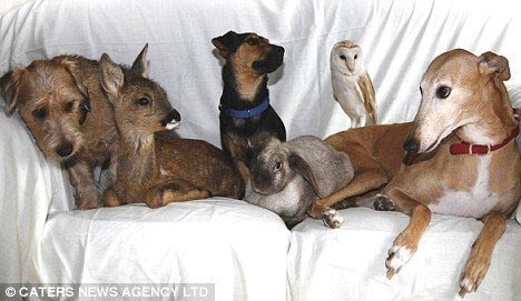 See Story about Jasmine on March 1 pg 2.
From left, Toby, a stray  Lakeland dog; Bramble, an orphaned roe deer; Buster,a stray Jack Russell; a dumped rabbit; Sky, an injured barn owl; and Jasmine - Doing what she does best, being a mother.