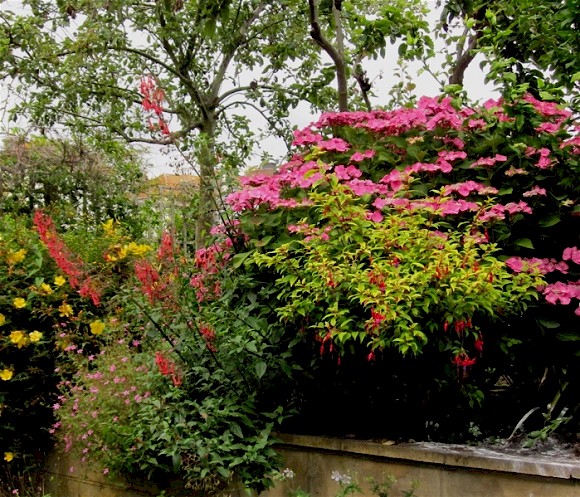 Ray's garden, July 2012.   The wet weather this summer has led to much growth in the Hydrangea without reducing its flowering.   The plant is now half as high as the Japanese pear tree (behind it).   The tree to the left is an apple with two or three different scions grafted onto its stock.  The Hydrangea was surrounded by myriads of ants, and nettles (as weeds).  I despatched the ants last week.  I hope that does not adversely affect the Hydrangea.