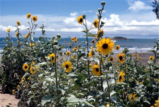 These sunflowers were in full bloom amid coastal sand dunes near Rockhampton, Queensland, Australia. 1970