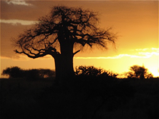 The sun setting against a baobab tree.