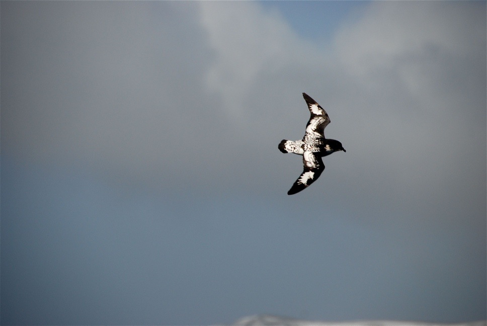 Antarctica
December 2008