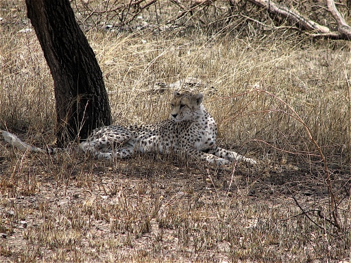 A cheetah resting in the midday sun.