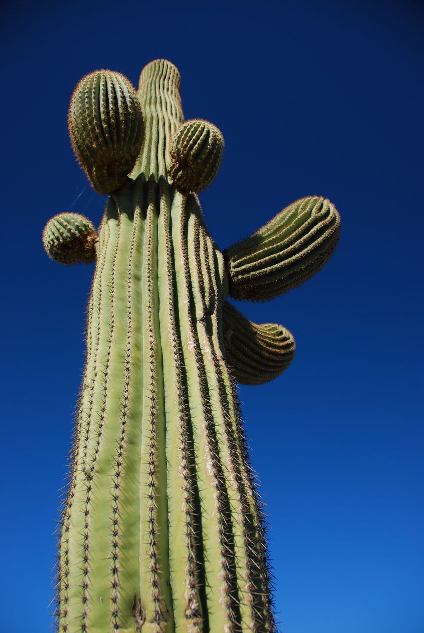 This giant cactus can grow to over 60 feet tall and lives in the deserts of the Southwest and Mexico.