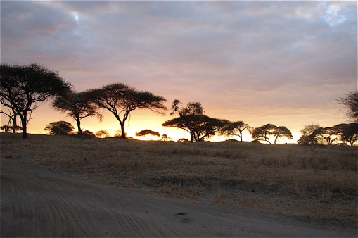 Dusk comes to the Tarangire.