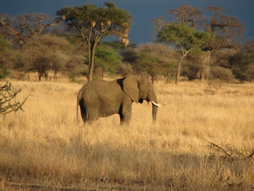 Solitary elephant