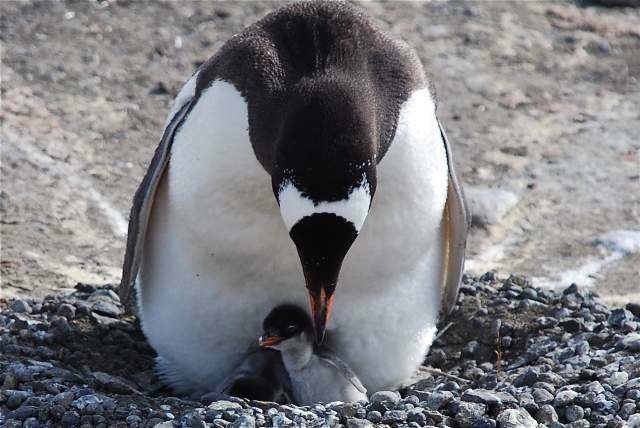 South Shetland Islands
December 2008