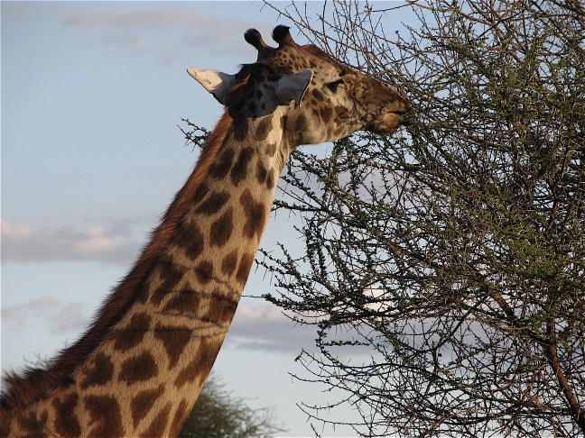 Giraffes abound throughout the areas we visited.