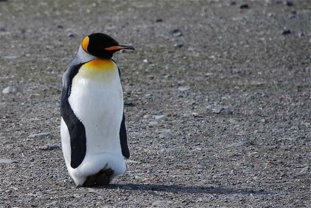 South Shetland Islands
December 2008