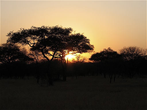 Serengeti sunrise, just out of Kirawira Camp.