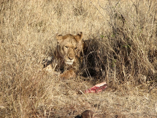 A lioness guarding her meal.