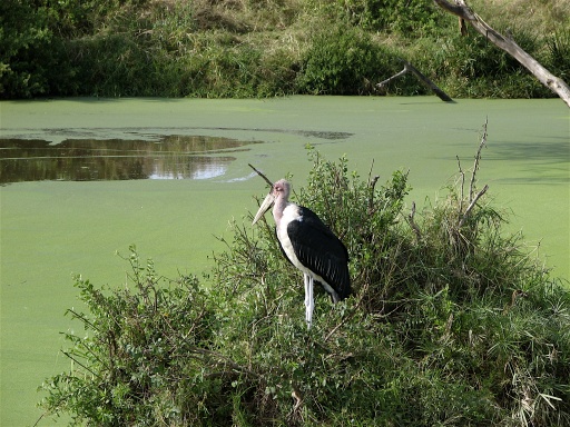 Maribou Stork