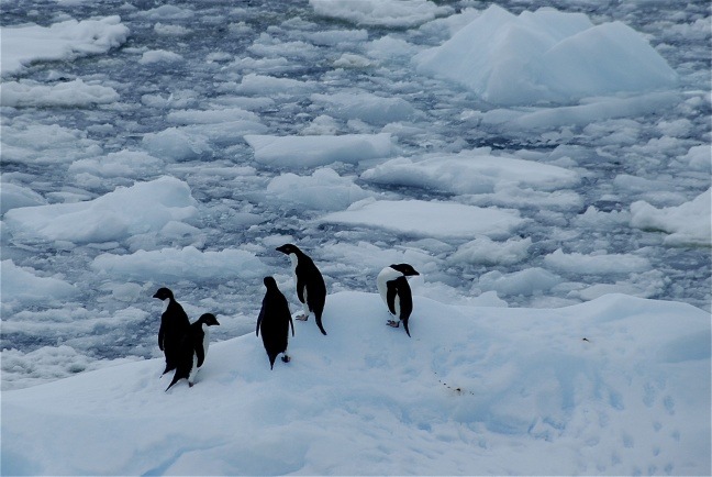 Near the Antarctic Sound
December 2008