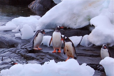 Jougla Point, Antarctica
December 2008