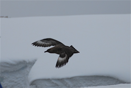 Dorian Bay, Antarctica
December 2008