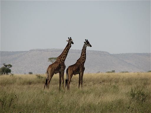 Two giraffes in the Serengeti.