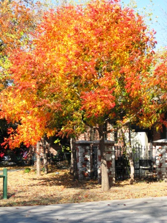 Bradford Pear, Oklahoma City, Fall 2007