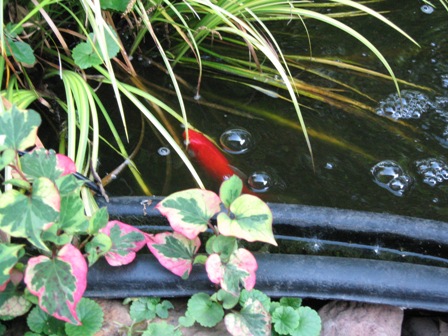 Soul Survivor, my outdoor goldfish.  He's at least 8 years old.