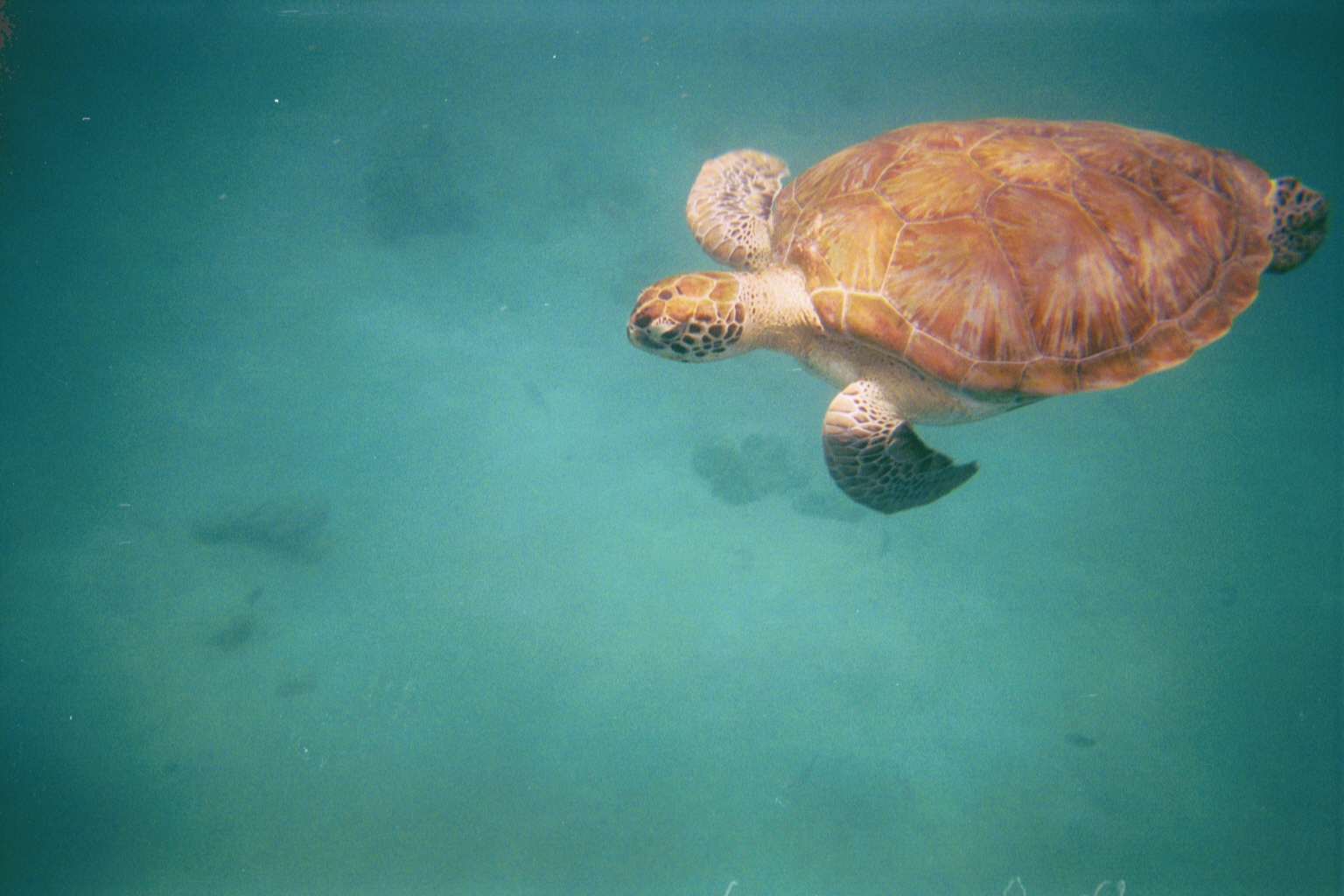 Snorkeling in Barbados!