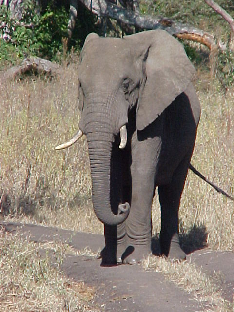 Elephant in Ngorongoro Crater in Tanzania