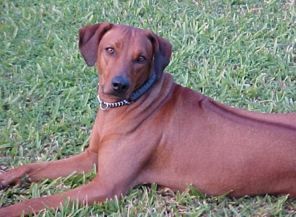 Nana, a Rhodesian Ridgeback, from Dar es Salaam, Tanzania.