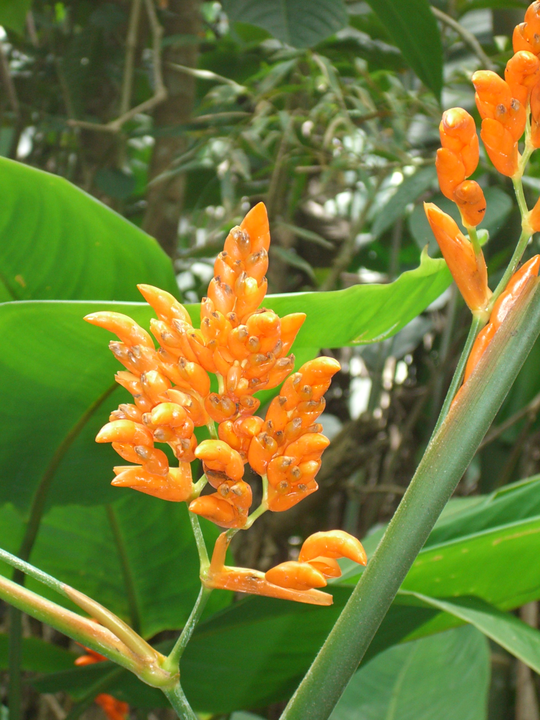 Orange calathea