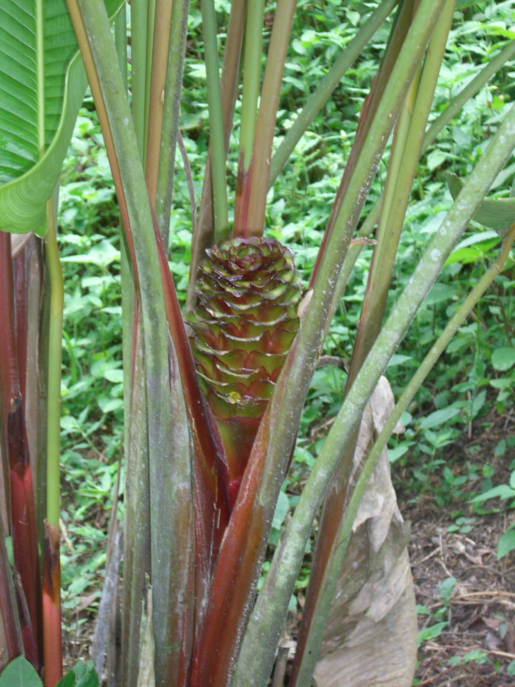 Green calathea