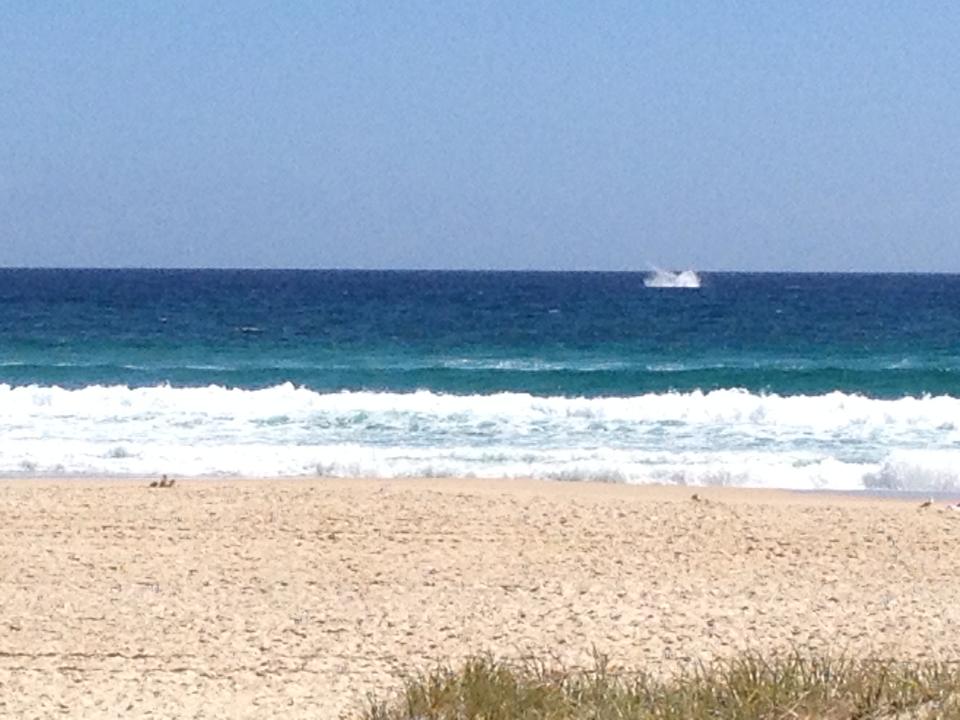 A whale breaching at Coolangatta beach.