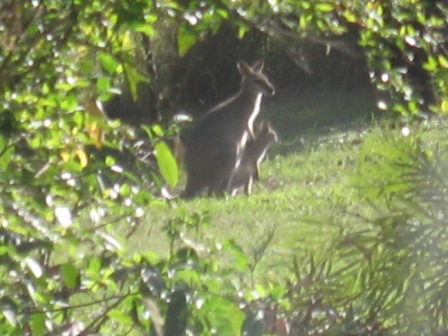 Pretty-faced wallabies in our garden