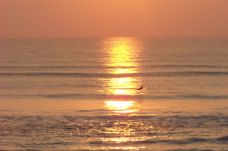 pelican flying in the sunrise over the water 