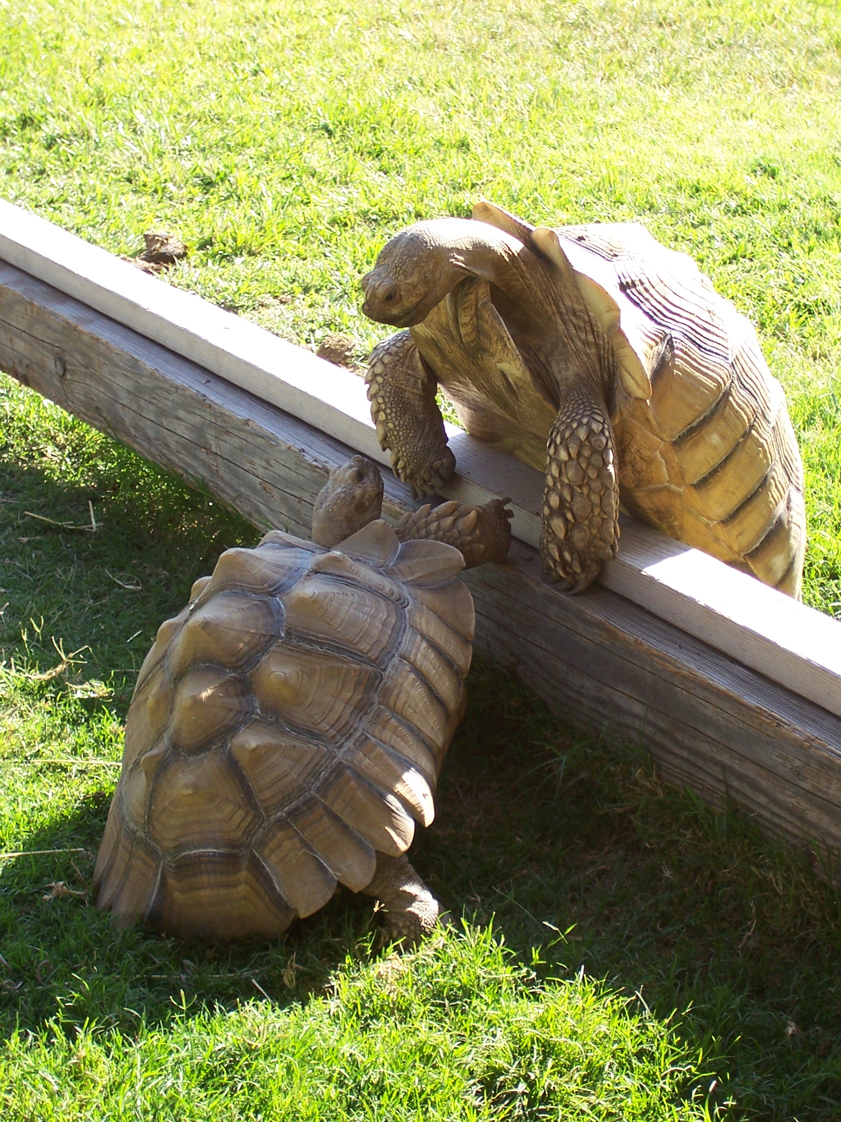 	
Tonka towering over their barrier...Buster looking up thinking "no way dude, your butt is too heavy!