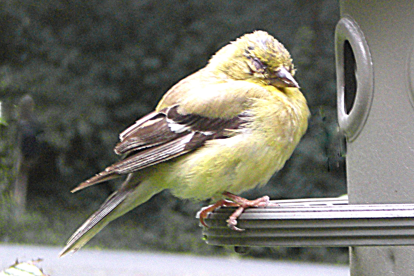 Not sure why this fellow is so fluffed up...