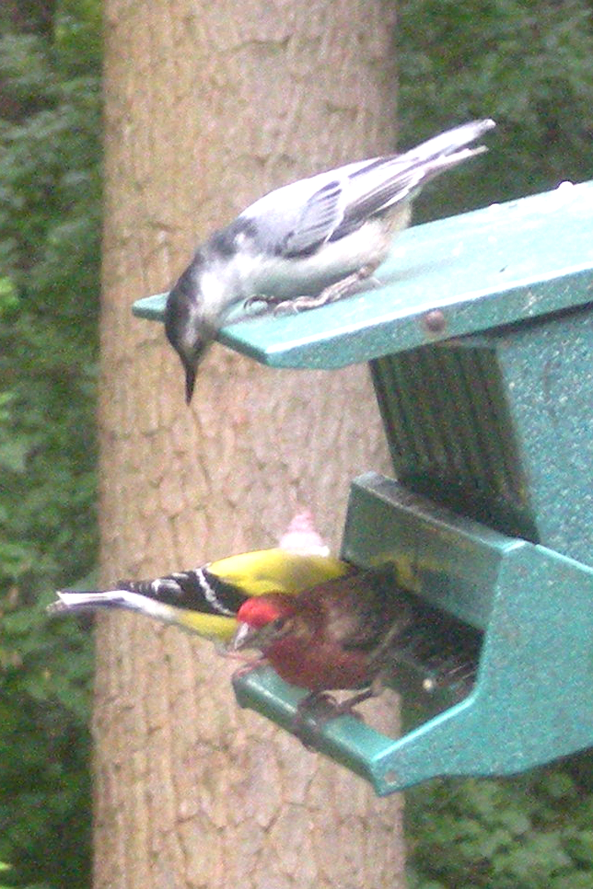 The nuthatch patiently waits his turn as the finches enjoy a meal at our backyard feeder.