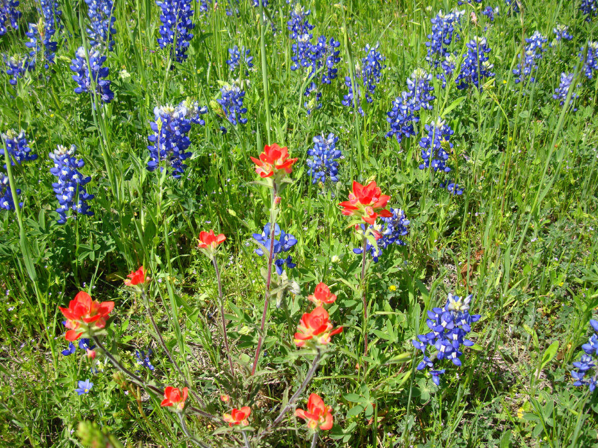 There were not as many paint brushes as bluebonnets