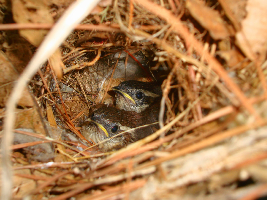 Our daughter's home (Charlotte NC) has a screened-in porch. The outside door is normally left open. This summer, a pair of Carolina wrens built a nest here and this is the result.