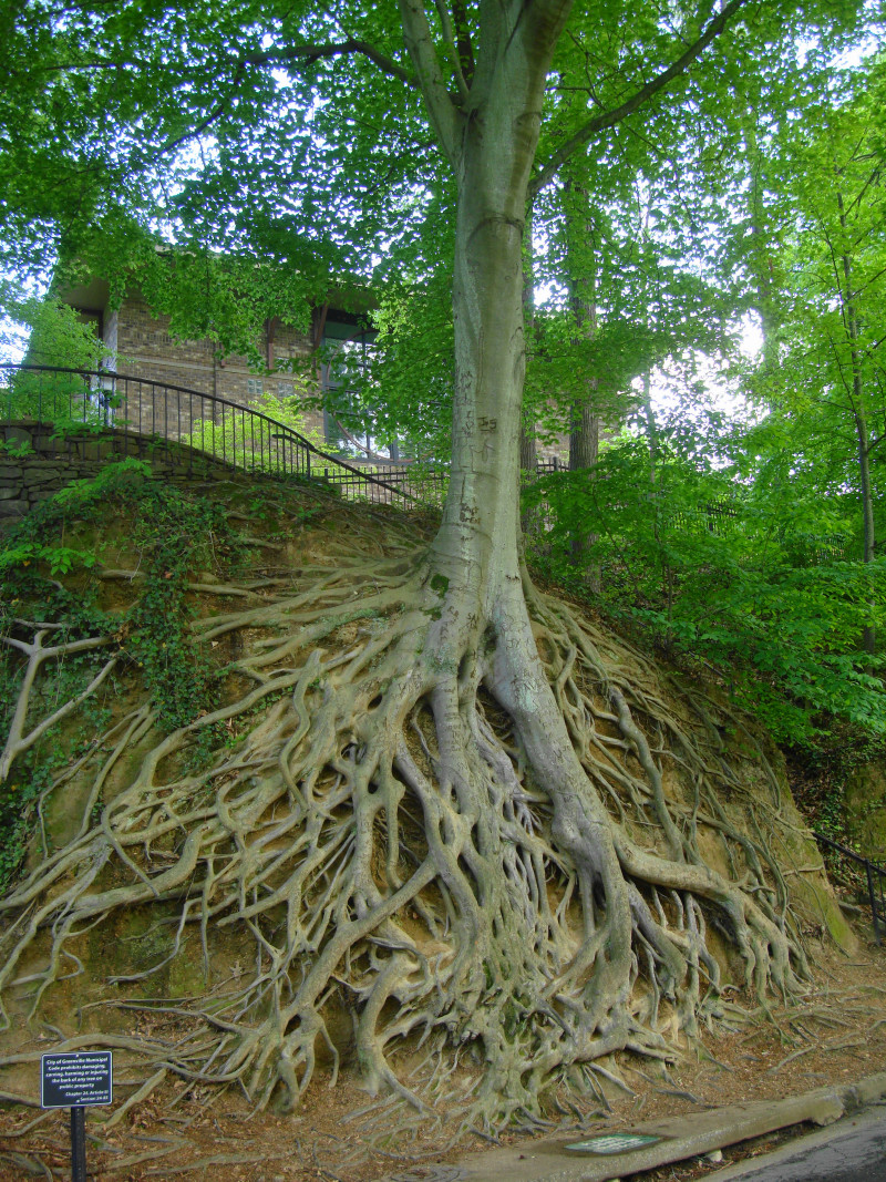 This tree seemed to be holding on for dear life. It's in the Reedy River Falls Park.