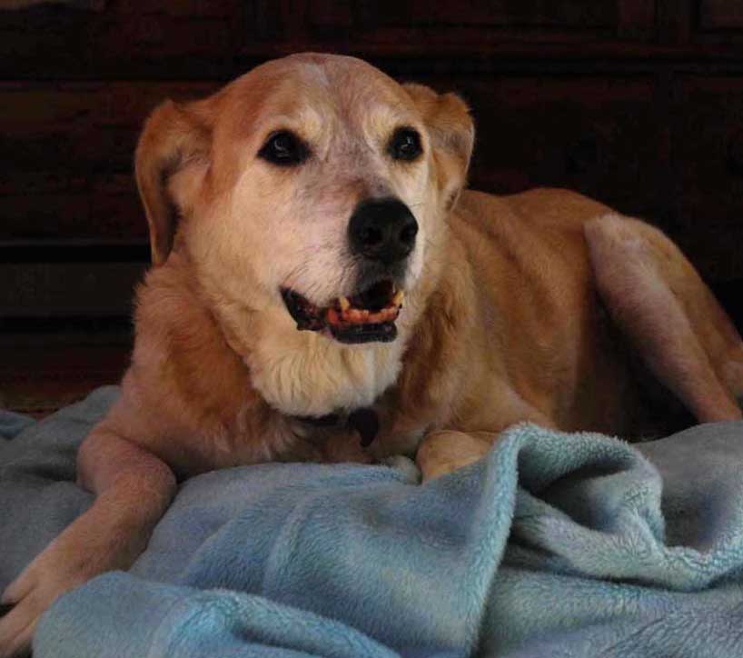 Sandy keeps an eye on me from her bedroom blanket nest