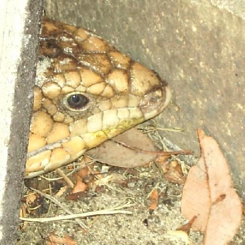 Peek a boo lizard in our yard