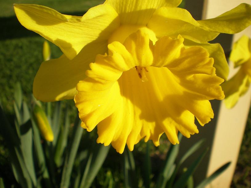 In the Minnawarra Park Armadale I noticed this beautiful daffy.