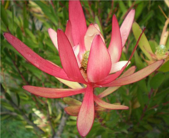 Flower at chalet near Manjimup WA