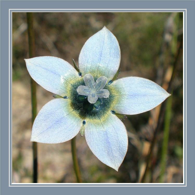 I found this beautiful flower at my friend's house.  Unfortunately it is a weed - still pretty.