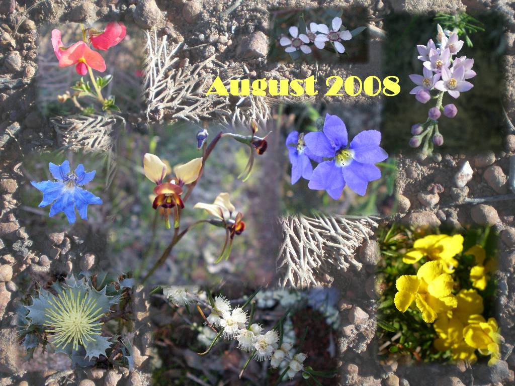 A stroll up the hill revealed a rainbow of beautiful flowers