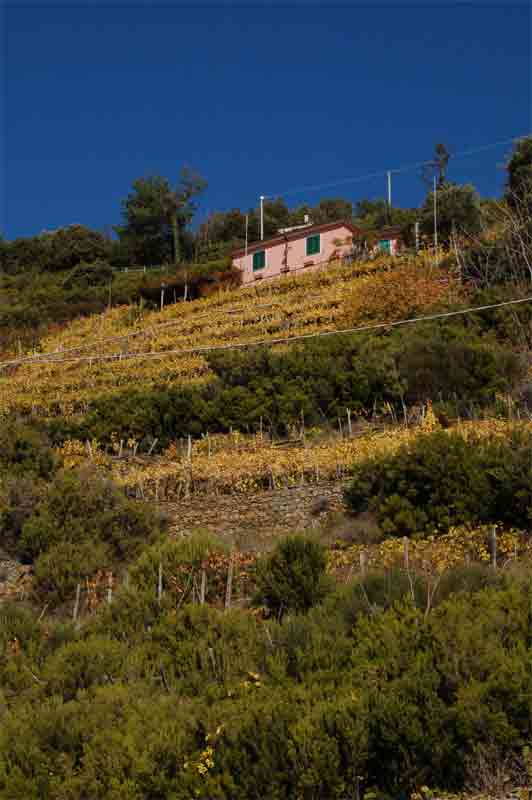 Hill side on our way down to Cinque Terre