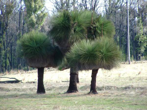 Grass trees from Western Australia... Now, you can buy them in Brisbane  