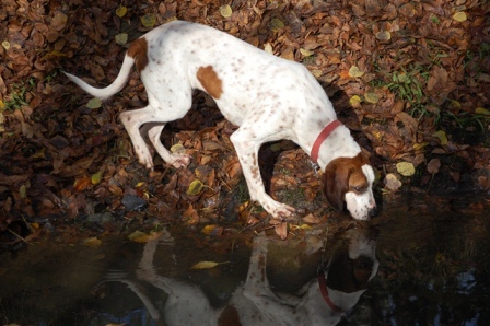 English Coonhound - another rescue.