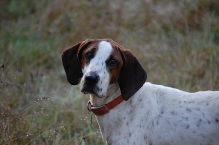 English Coonhound - another rescue.

UPDATE: Penny went back to her previous owner. She was raised as a hunting dog, and lived most of her life confined to a kennel. Except when she went hunting. Any time she was loose, she thought was time to hunt, so she took off at inopportune times. Not good for a companion dog....