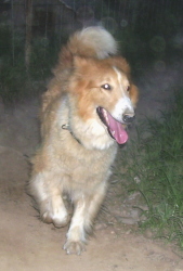 Mason is one of my rescues. Her previous home gave her a lousy hair cut. She's around 8 years old.
The picture was taken right after she was rescued from the pound. I did not take it.