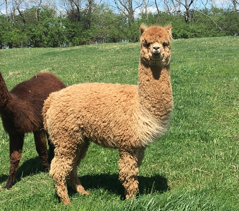 Noel is a 3 1/2 year old female mediun Fawn. She got her name because she was born on Christmas Eve.
Noel has been bred to a very dark Rose Grey male, and the cria can be any possible alpaca color. Due next Spring.