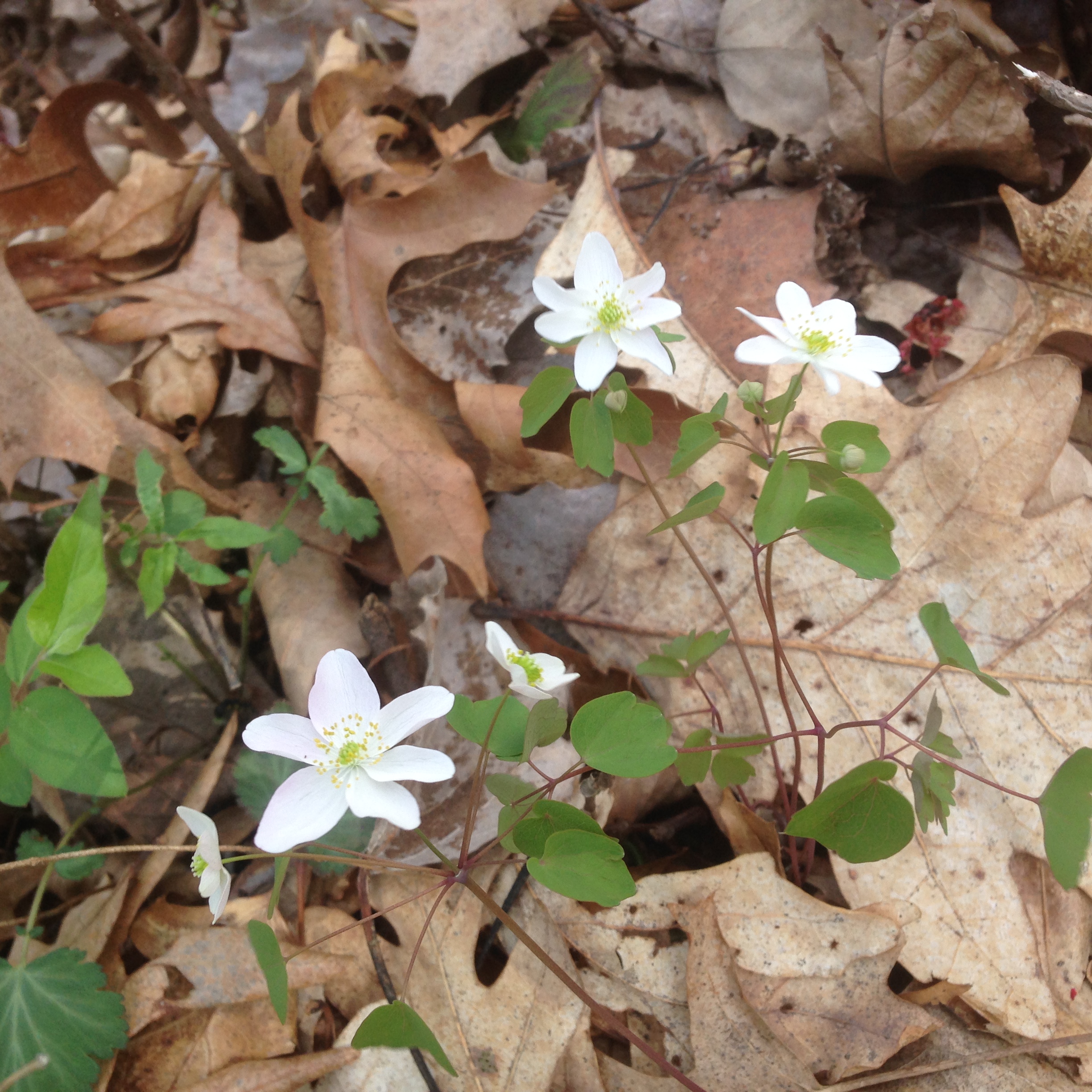 Early May 2018 wildflower walk in the woods. 