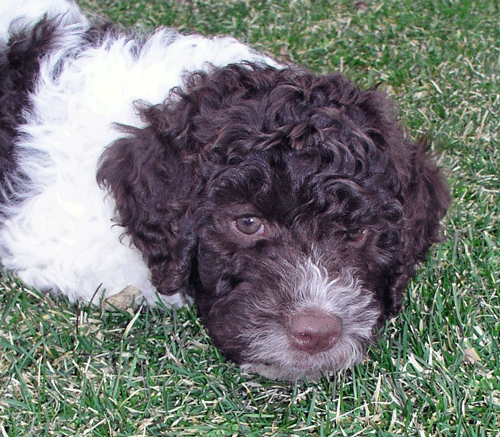 our new puppy tulio.  he is a lagotto romagnolo, a breed from italy.  we love him!!