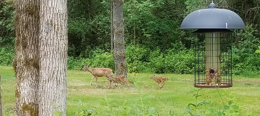 Looking out the window, 
after seeing movement out 
of the corner of my eye, 
I saw this. 
When the hound comes home,
 scenes, like this, will 
probably vanish...